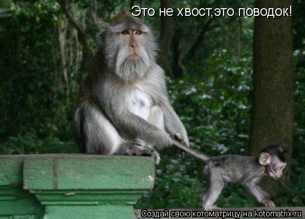 Котоматрица: Это не хвост,это поводок!