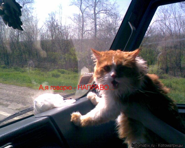 Котоматрица: А,я говорю - НАПРАВО...
