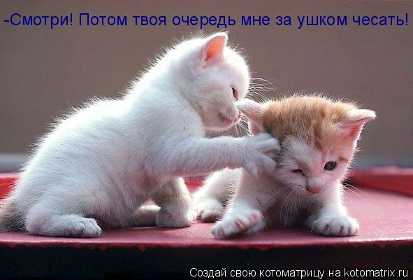 Котоматрица: -Смотри! Потом твоя очередь мне за ушком чесать!