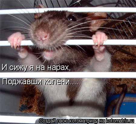 Котоматрица: И сижу я на нарах, Поджавши колени....