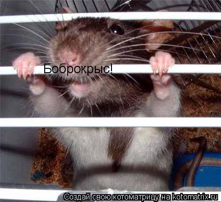 Котоматрица: Боброкрыс!