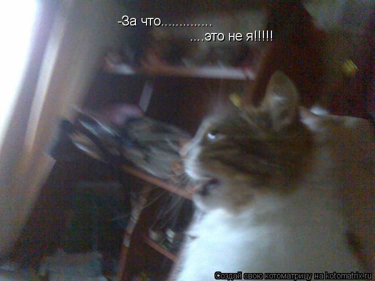 Котоматрица: -За что.............. ....это не я!!!!!