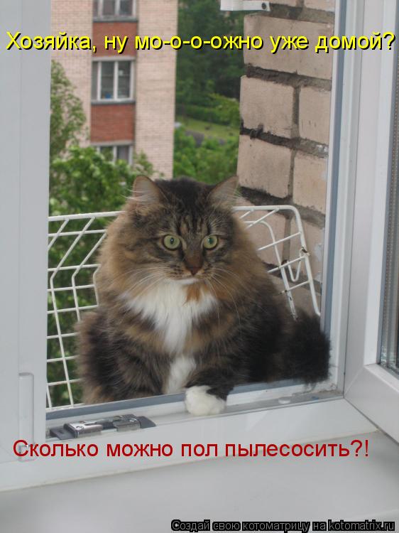Котоматрица: Хозяйка, ну мо-о-о-ожно уже домой? Сколько можно пол пылесосить?!