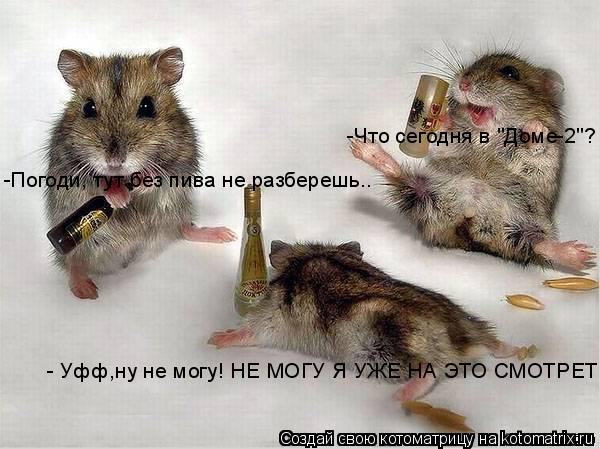 Котоматрица: -Что сегодня в "Доме-2"? -Погоди, тут без пива не разберешь.. - Уфф,ну не могу! НЕ МОГУ Я УЖЕ НА ЭТО СМОТРЕТЬ!