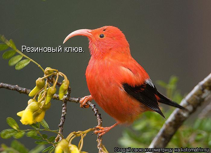 Котоматрица: Резиновый клюв.