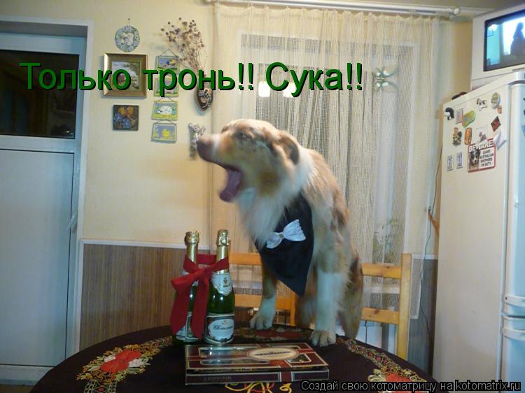 Только тронь!! Сука!!... Котоматрица: Только тронь!! Сука!!