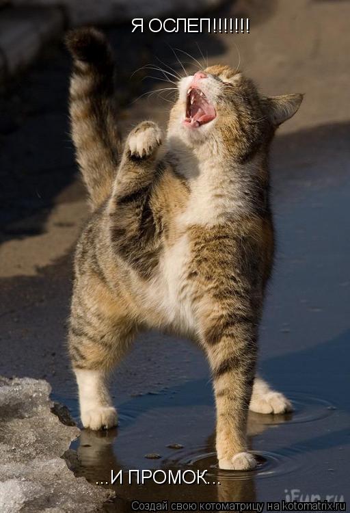 Я ОСЛЕП!!!!!!! ...И ПРОМОК...... Котоматрица: Я ОСЛЕП!!!!!!! ...И ПРОМОК...