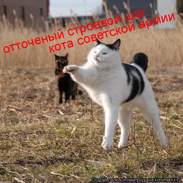 отточеный строевой шаг кота советской армии... Котоматрица: отточеный строевой шаг кота советской армии