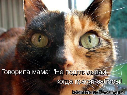 когда красят заборы! Говорила мама: "Не подглядывай,... Котоматрица: когда красят заборы! Говорила мама: "Не подглядывай,