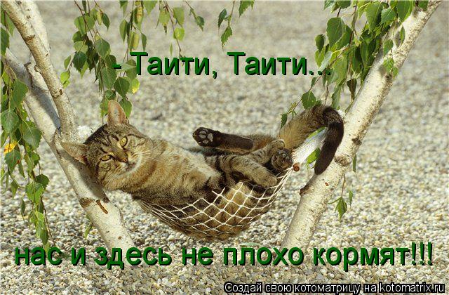 Котоматрица: - Таити, Таити... нас и здесь не плохо кормят!!!