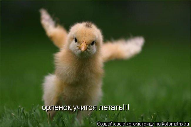 Котоматрица: орлёнок,учится летать!!!