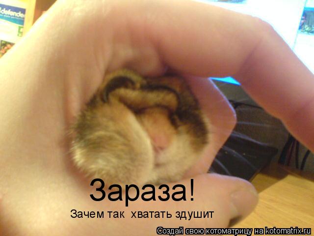 Котоматрица: Зараза! Зачем так  хватать здушит