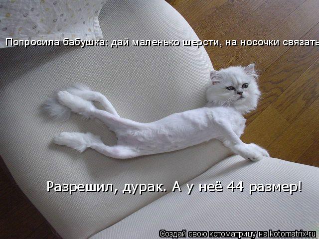 Попросила бабушка: дай маленько шерсти, на носочки связать. Разрешил, дурак. А у неё 44 размер!... Котоматрица: Попросила бабушка: дай маленько шерсти, на носочки связать. Разрешил, дурак. А у неё 44 размер!