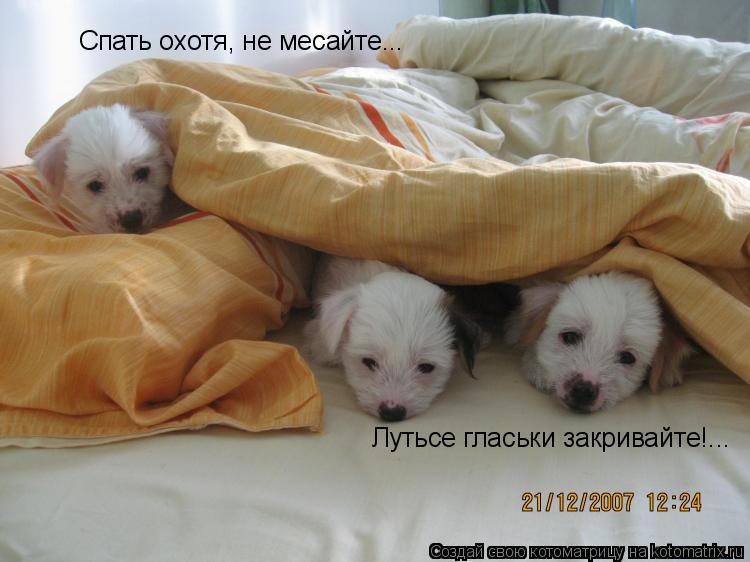 Спать охотя, не месайте... Лутьсе гласьки закривайте!...... Котоматрица: Спать охотя, не месайте... Лутьсе гласьки закривайте!...