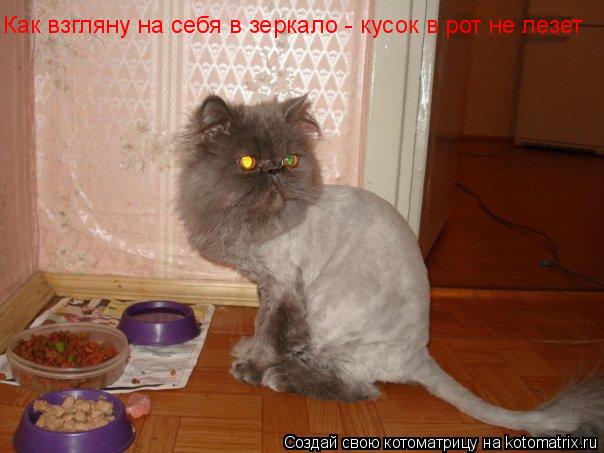 Как взгляну на себя в зеркало - кусок в рот не лезет Как взгляну на себя в зеркало - кусок в рот не л... Котоматрица: Как взгляну на себя в зеркало - кусок в рот не лезет Как взгляну на себя в зеркало - кусок в рот не лезет