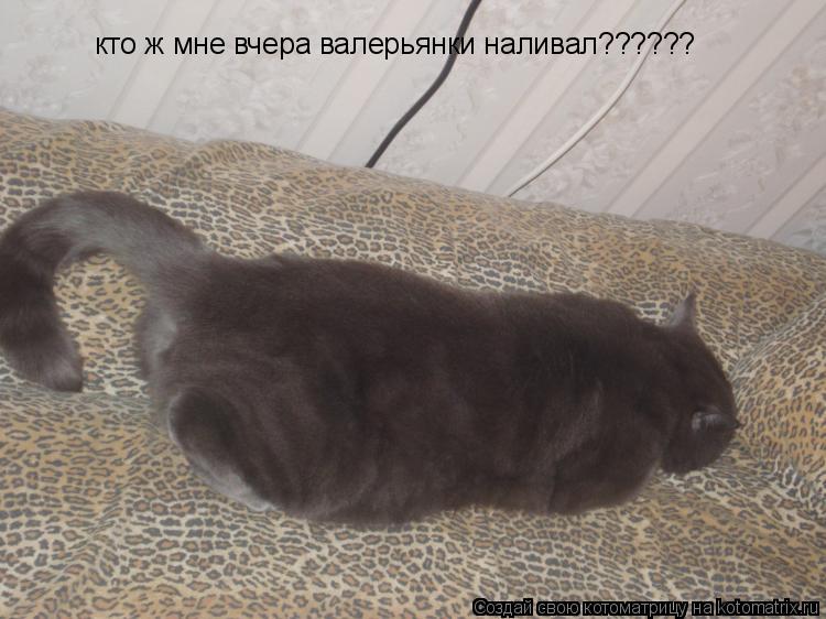 Котоматрица: кто ж мне вчера валерьянки наливал??????