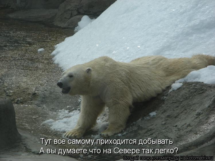 А вы думаете,что на Севере так легко? Тут все самому приходится добывать... Котоматрица: А вы думаете,что на Севере так легко? Тут все самому приходится добывать