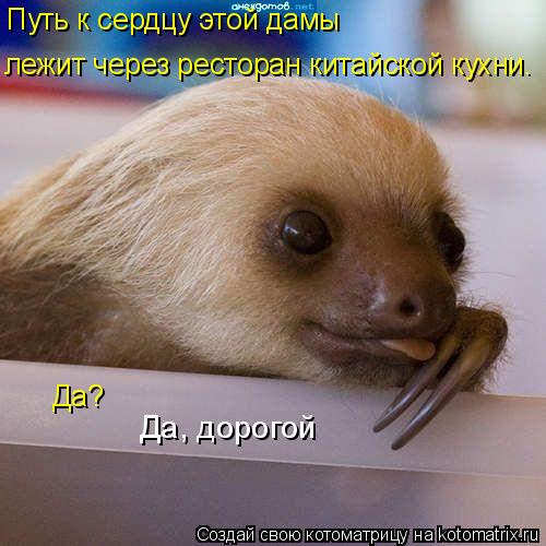 Путь к сердцу этой дамы лежит через ресторан китайской кухни. Да? Да, дорогой... Котоматрица: Путь к сердцу этой дамы лежит через ресторан китайской кухни. Да? Да, дорогой