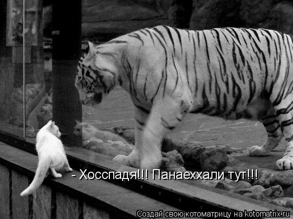 Котоматрица: - Хосспадя!!! Панаеххали тут!!!