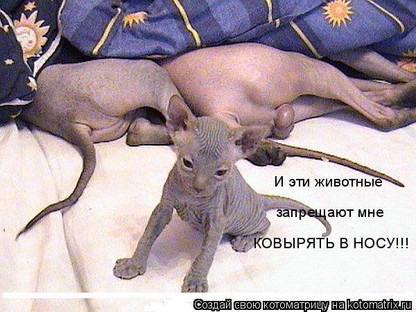 Котоматрица: И эти животные запрещают мне КОВЫРЯТЬ В НОСУ!!!