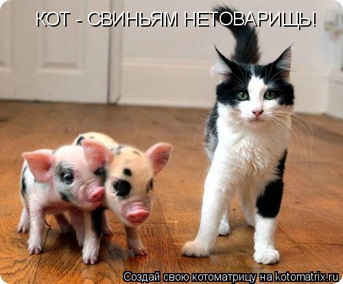 Котоматрица: КОТ - СВИНЬЯМ НЕТОВАРИЩЬ!
