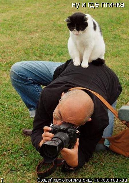 Котоматрица: ну и где птичка