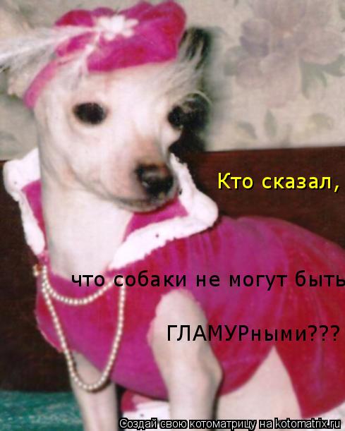 Кто сказал, что собаки не могут быть ГЛАМУРными???... Котоматрица: Кто сказал, что собаки не могут быть ГЛАМУРными???