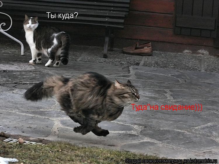 Котоматрица: Ты куда? Туда"на свидание)))