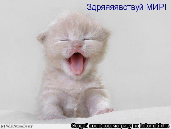 Котоматрица: Здряяяявствуй МИР!