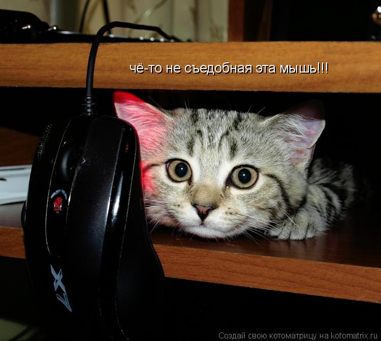 Котоматрица: чё-то не съедобная эта мышь!!!
