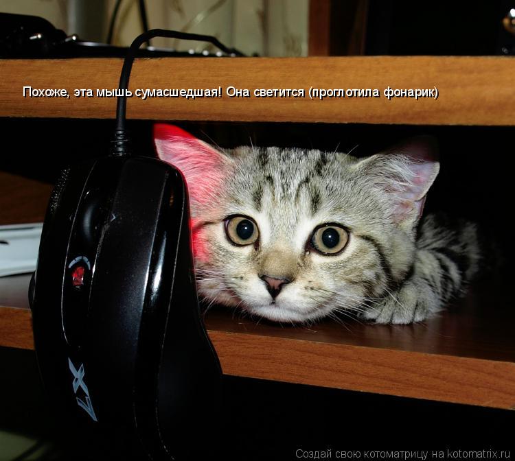 Котоматрица: Похоже, эта мышь сумасшедшая! Она светится (проглотила фонарик)