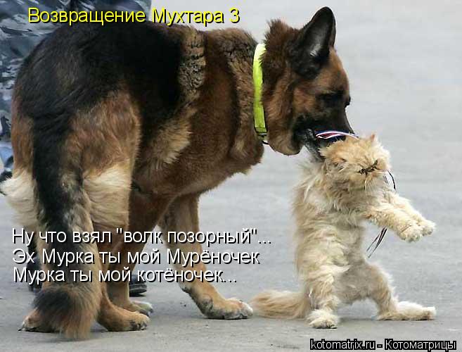 Котоматрица: Возвращение Мухтара 3 Ну что взял "волк позорный"... Эх Мурка ты мой Мурёночек Мурка ты мой котёночек...