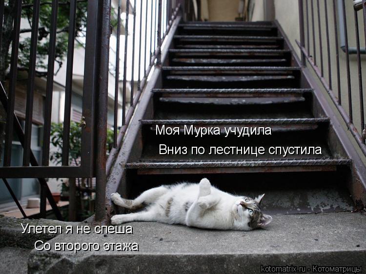 Моя Мурка учудила Вниз по лестнице спустила Улетел я не спеша Со второго этажа... Котоматрица: Моя Мурка учудила Вниз по лестнице спустила Улетел я не спеша Со второго этажа