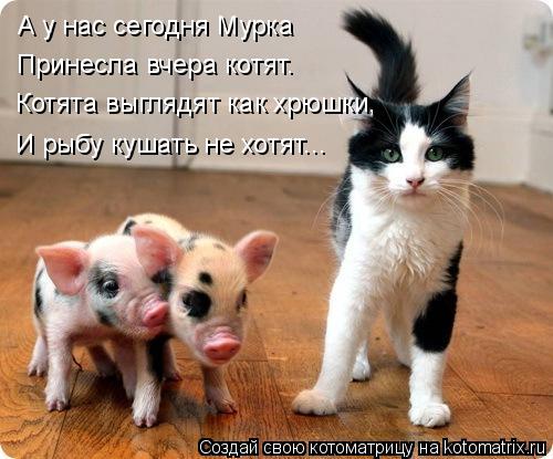 А у нас сегодня Мурка Принесла вчера котят. Котята выглядят как хрюшки, И рыбу кушать не хотят...... Котоматрица: А у нас сегодня Мурка Принесла вчера котят. Котята выглядят как хрюшки, И рыбу кушать не хотят...