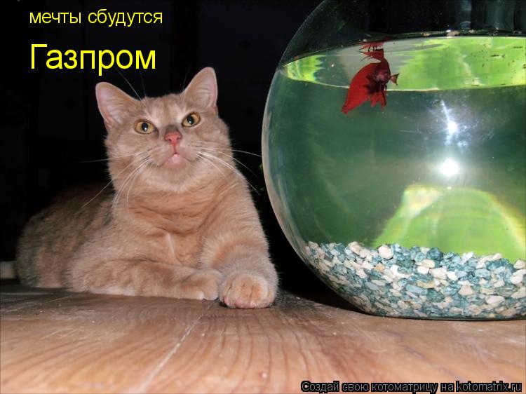 Котоматрица: мечты сбудутся  Газпром