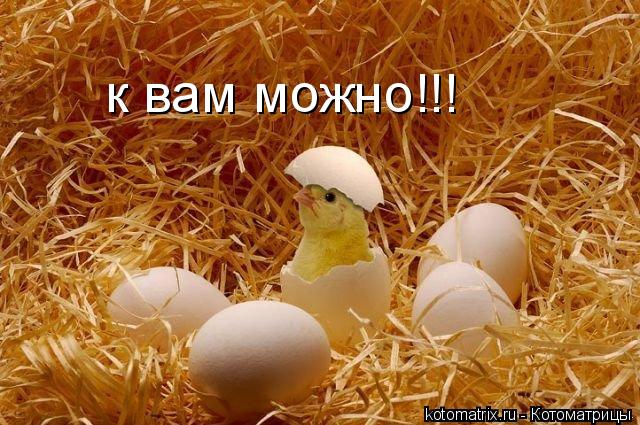 Котоматрица: к вам можно!!!