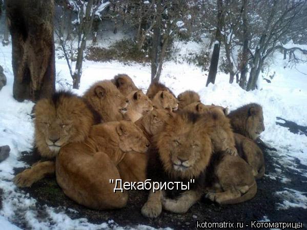 Котоматрица: "Декабристы"