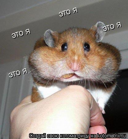 Котоматрица: это я это я это я это я
