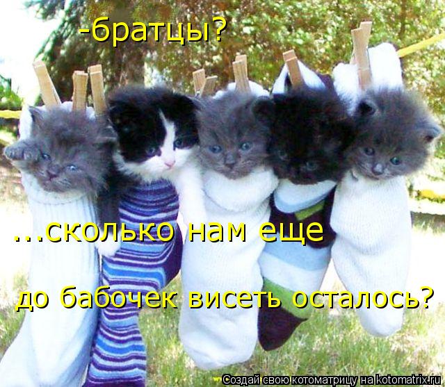 -братцы? ...сколько нам еще до бабочек висеть осталось?... Котоматрица: -братцы? ...сколько нам еще до бабочек висеть осталось?
