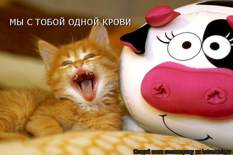 Котоматрица: МЫ С ТОБОЙ ОДНОЙ КРОВИ