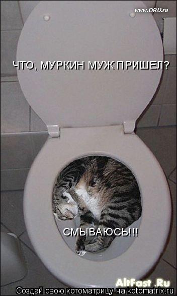 Котоматрица: ЧТО, МУРКИН МУЖ ПРИШЕЛ? СМЫВАЮСЬ!!!