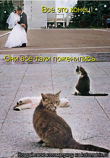 Котоматрица: Всё,это конец! Они всё-таки поженились...