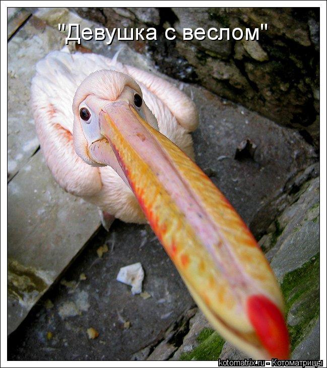 "Девушка с веслом"... Котоматрица: "Девушка с веслом"