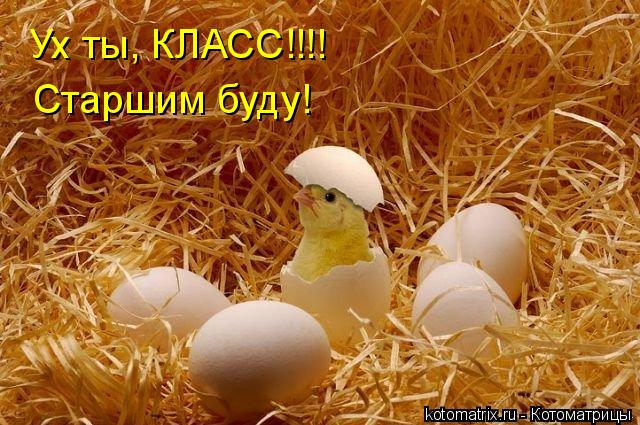 Котоматрица: Ух ты, КЛАСС!!!! Старшим буду!