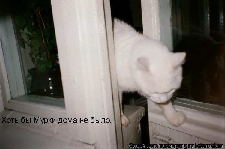 Котоматрица: Хоть бы Мурки дома не было...