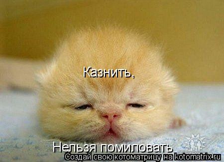 Котоматрица: Казнить Нельзя помиловать ,