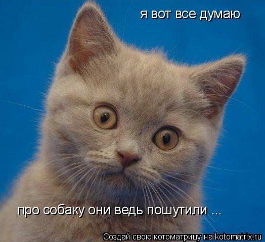 Котоматрица: я вот все думаю про собаку они ведь пошутили ...