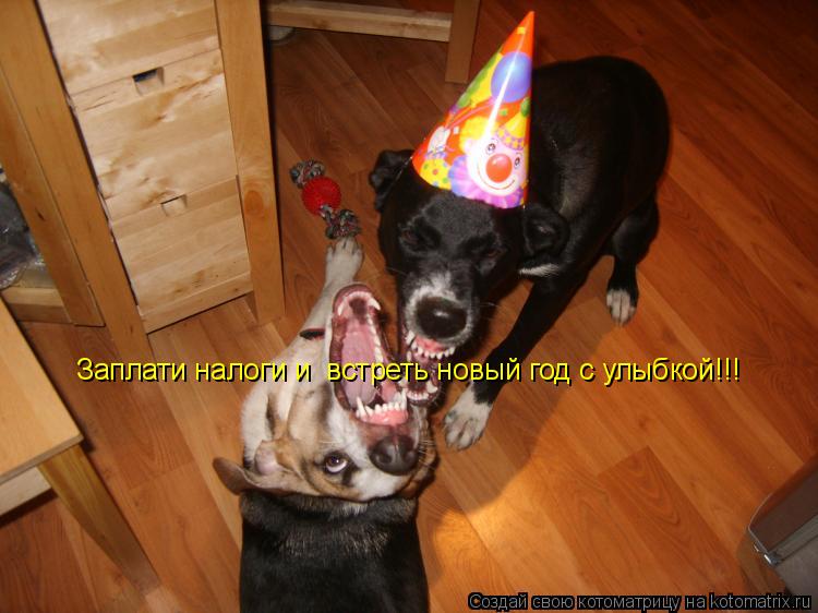 Котоматрица: Заплати налоги и  встреть новый год с улыбкой!!!
