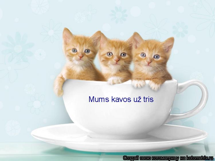 Mums kavos už tris... Котоматрица: Mums kavos už tris