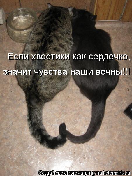 Котоматрица: Если хвостики как сердечко, значит чувства наши вечны!!!